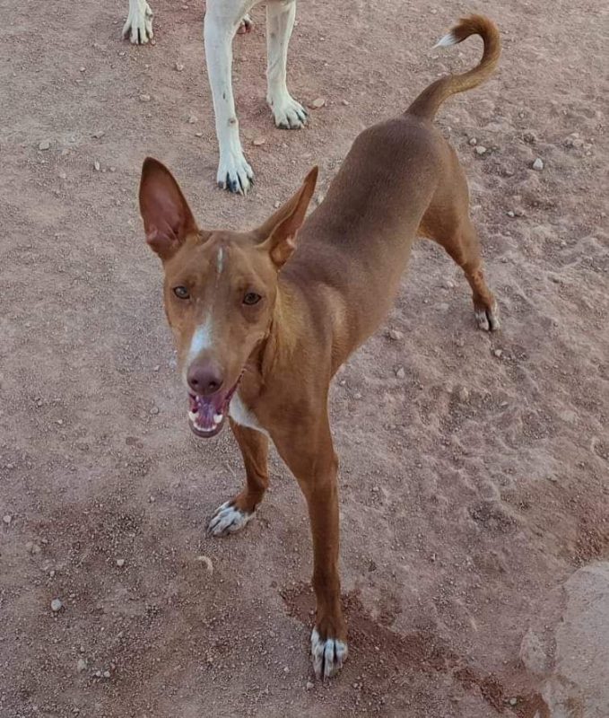 TOFU - Chien Podenco Canario à adopter - photo 3
