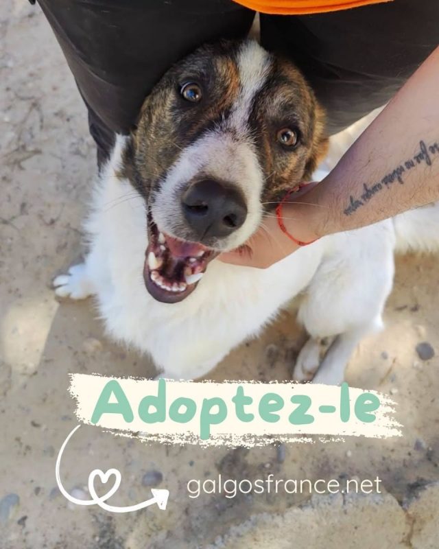DANY - Chien à adopter