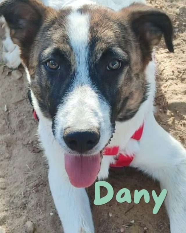 DANY - Chien à adopter - photo 2