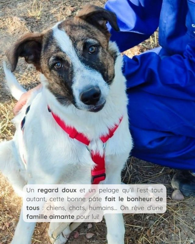DANY - Chien à adopter - photo 4