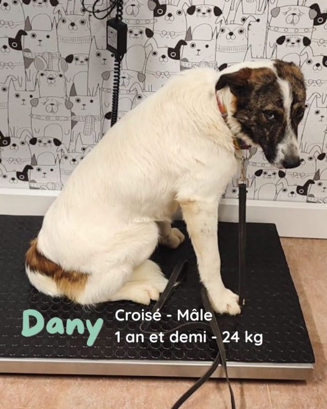 DANY - Chien à adopter - photo 5