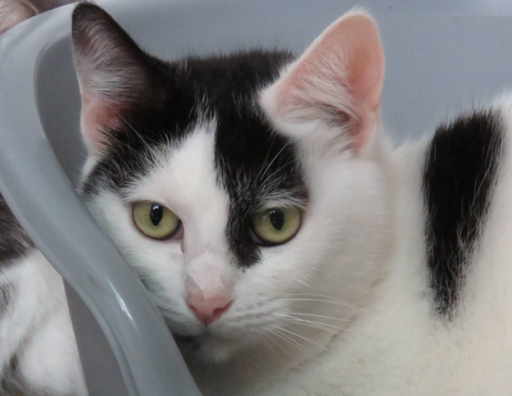 Selene - Chat Européen à adopter