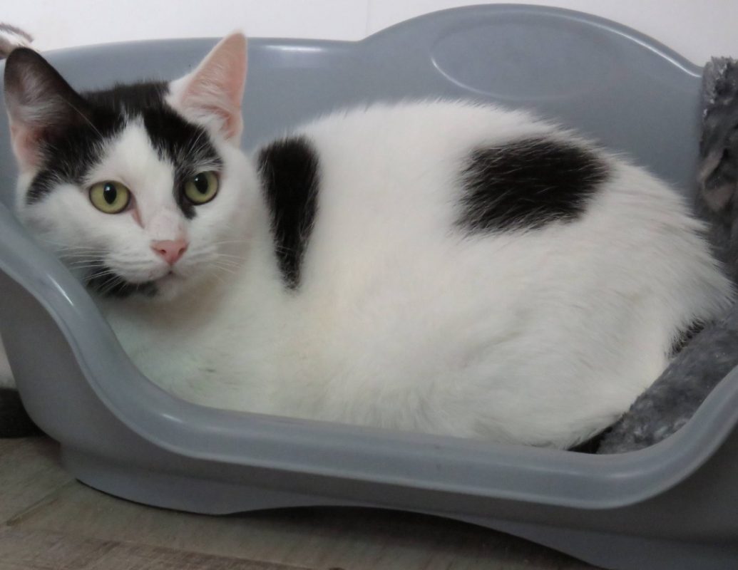 Selene - Chat Européen à adopter - photo 2