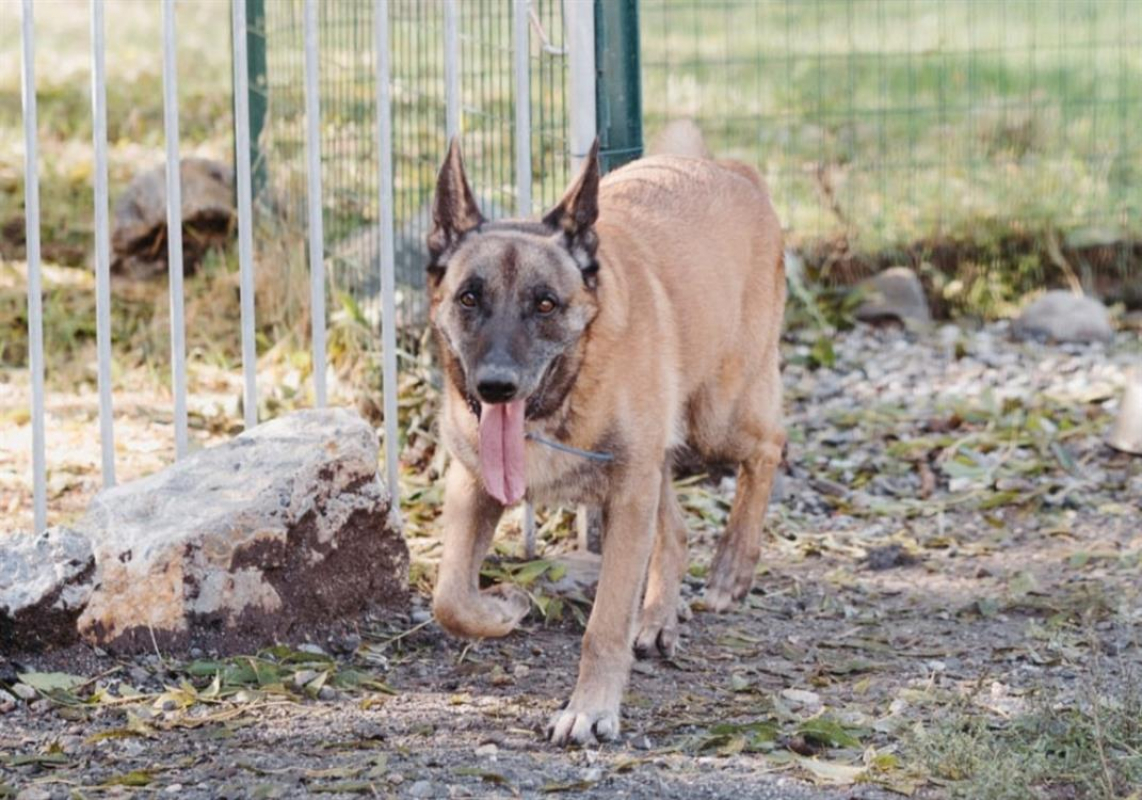 Photo #1 de Falcko cn