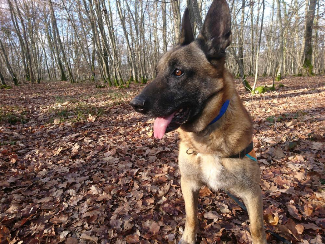 Photo #2 de Falcko cn