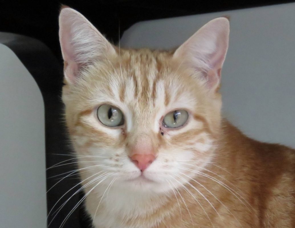 Styx - Chat Européen à adopter