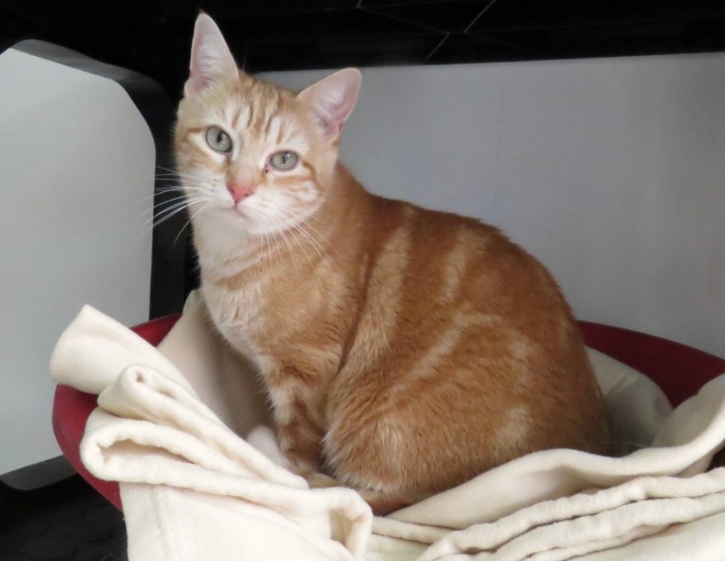 Styx - Chat Européen à adopter - photo 2