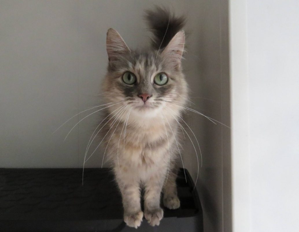 Leto - Chat Européen à adopter