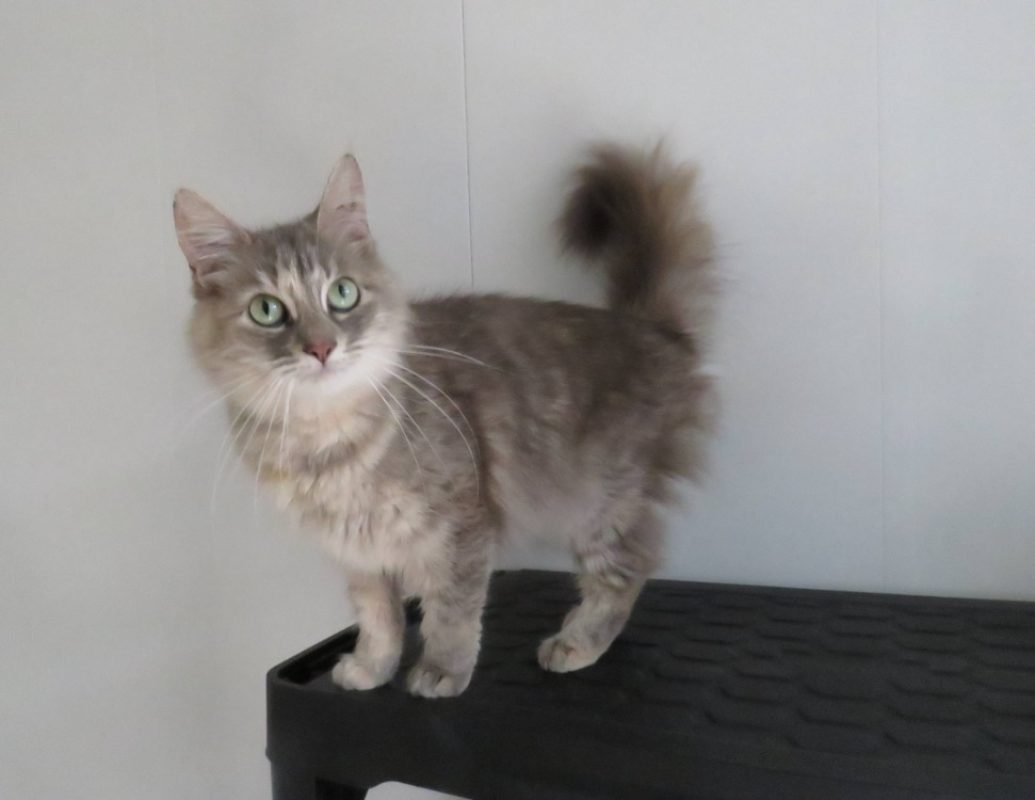 Leto - Chat Européen à adopter - photo 2