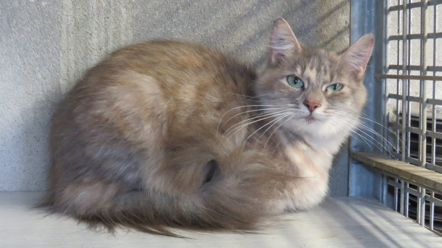 Leto - Chat Européen à adopter - photo 3