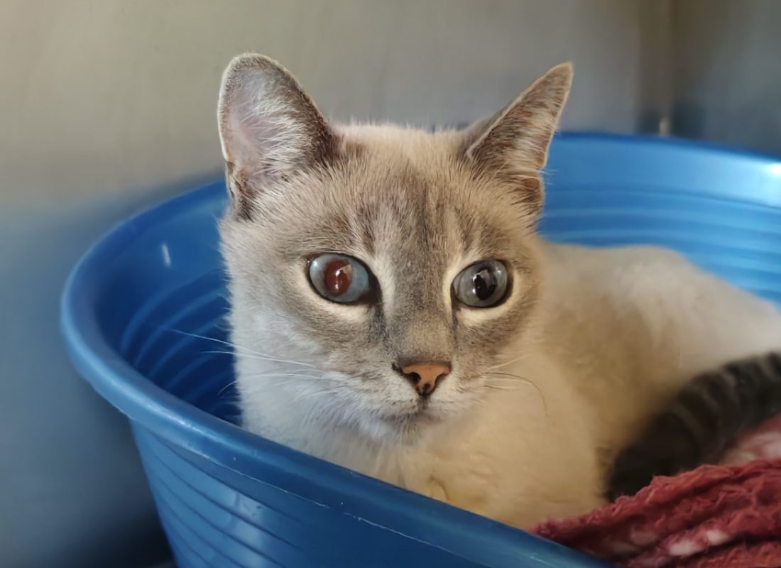Sushi - Chat Siamois à adopter