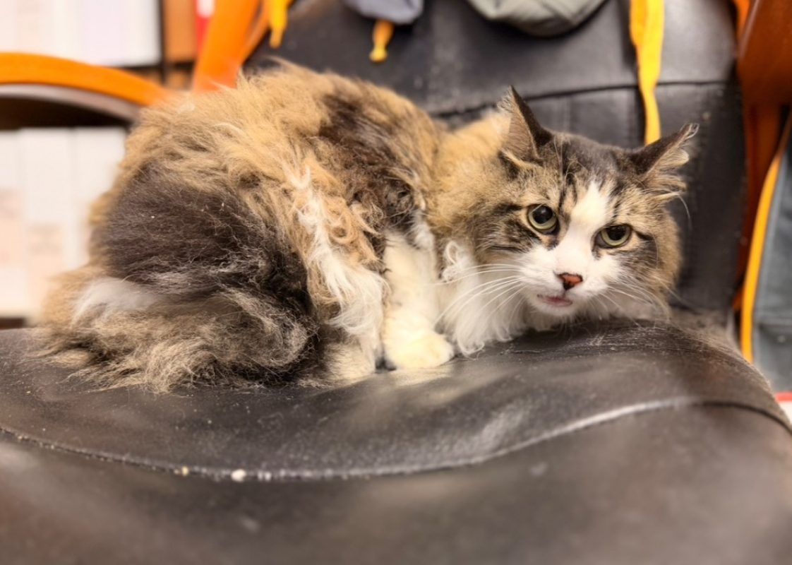 Tigrou - Chat Européen à adopter