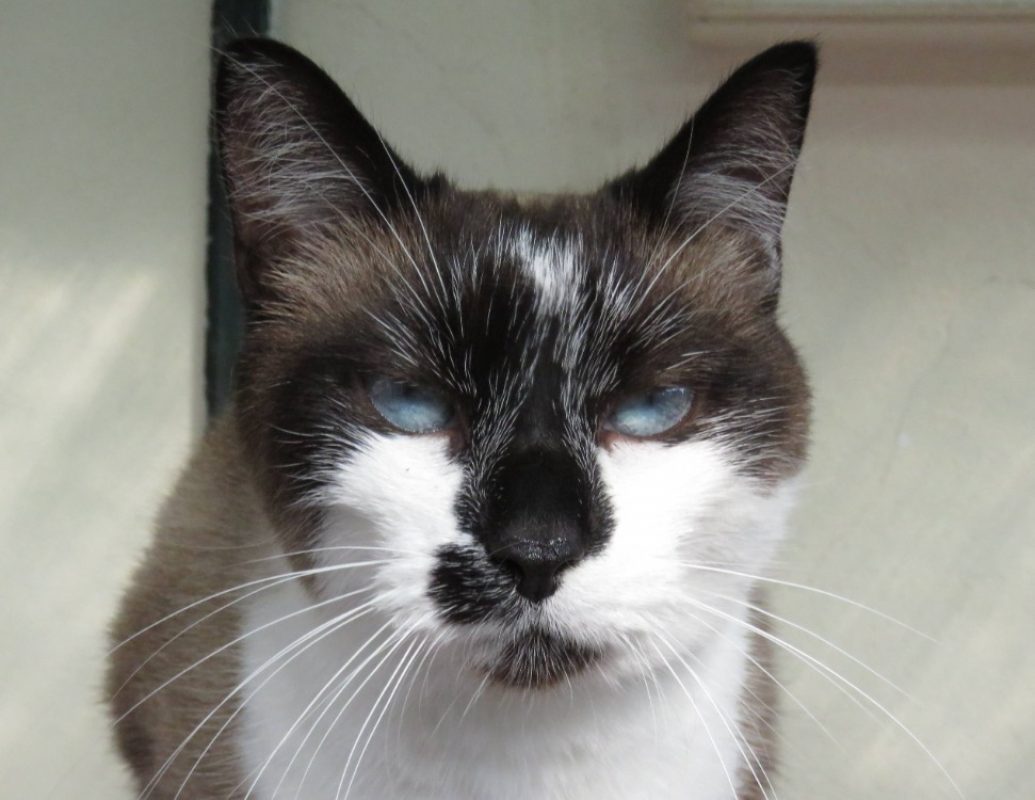 Asteria - Chat Européen à adopter
