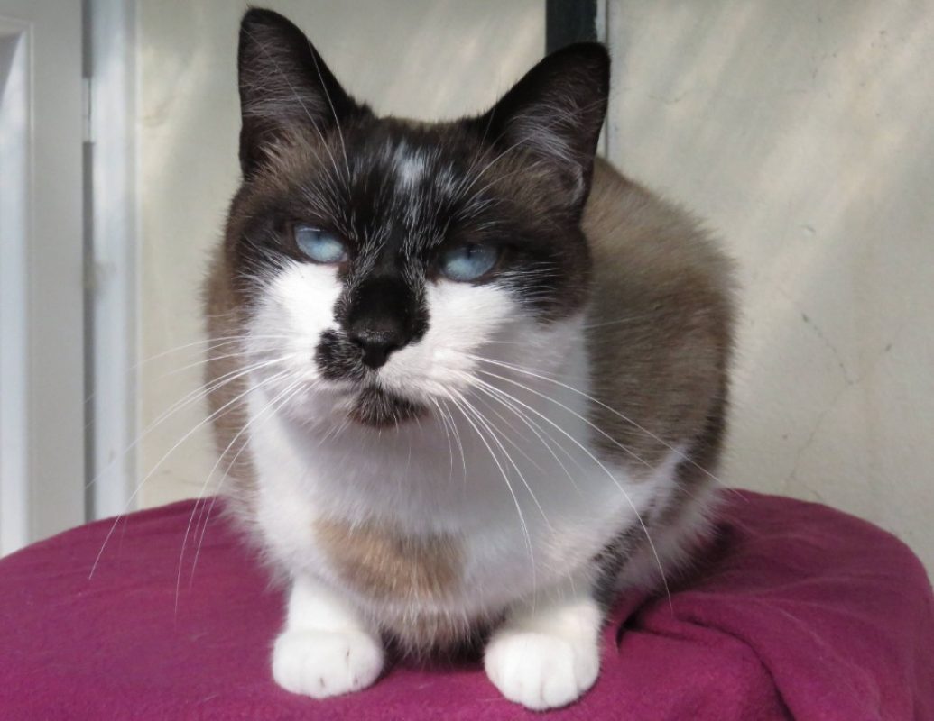 Asteria - Chat Européen à adopter - photo 2