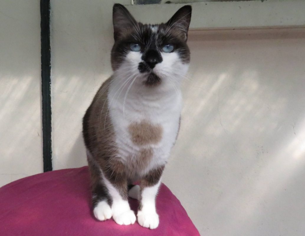 Asteria - Chat Européen à adopter - photo 3