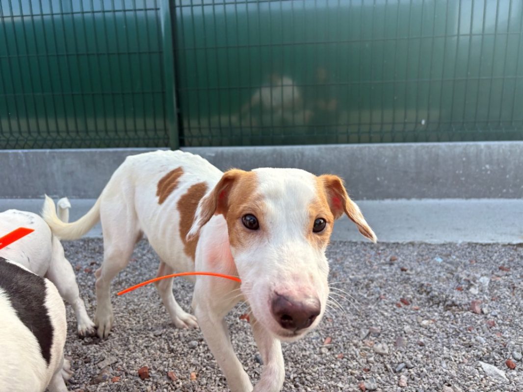 Jack - Chien à adopter