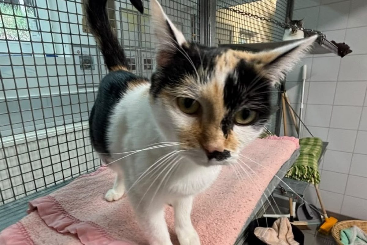 Mimi - Chat Européen à adopter