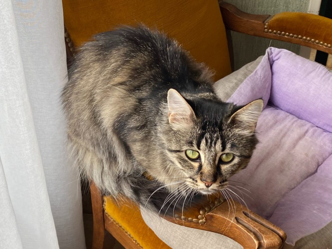 Bella - Chat Européen à adopter