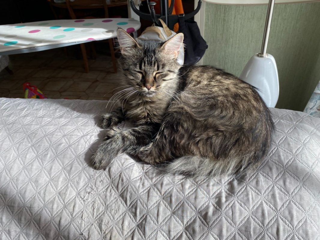 Bella - Chat Européen à adopter - photo 2