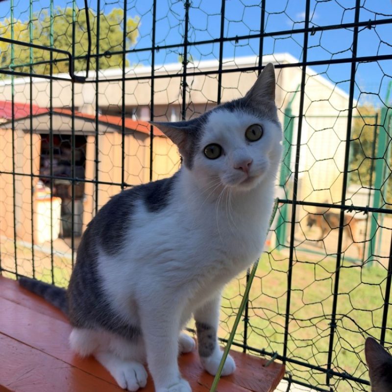 Wolverine - Chat Européen à adopter