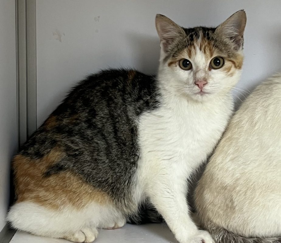 Baïne bihan - Chat Européen à adopter