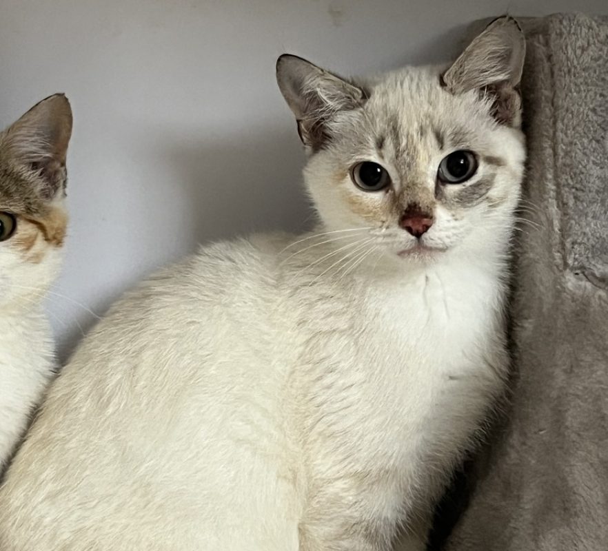 Babanig bihan - Chat Européen à adopter