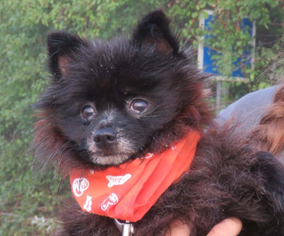Nougat - Chien Spitz Allemand à adopter
