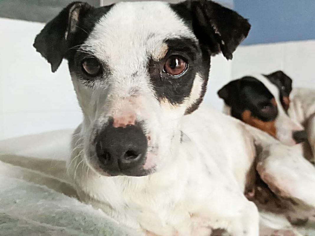 SYRAH et AIREN - Adoption double - Chien à adopter
