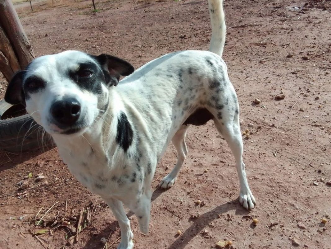 SYRAH et AIREN - Adoption double - Chien à adopter - photo 5
