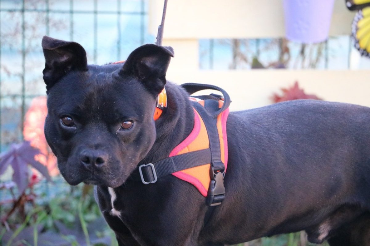 Ragnar - Chien à adopter