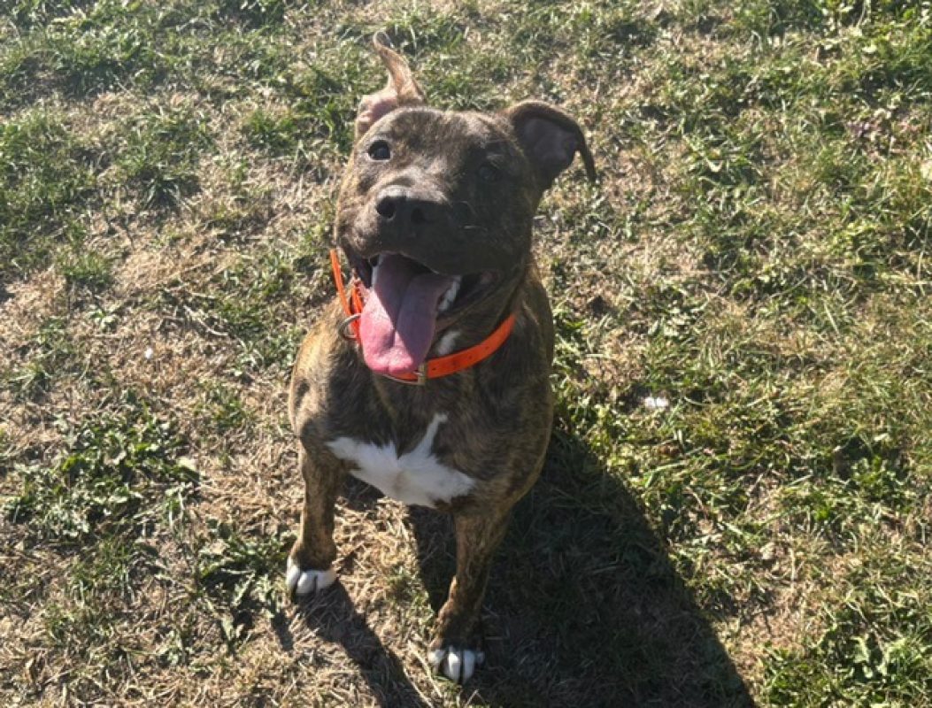 Minette - Chien à adopter