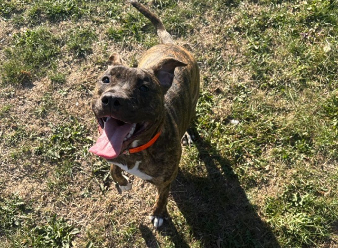 Minette - Chien à adopter - photo 2
