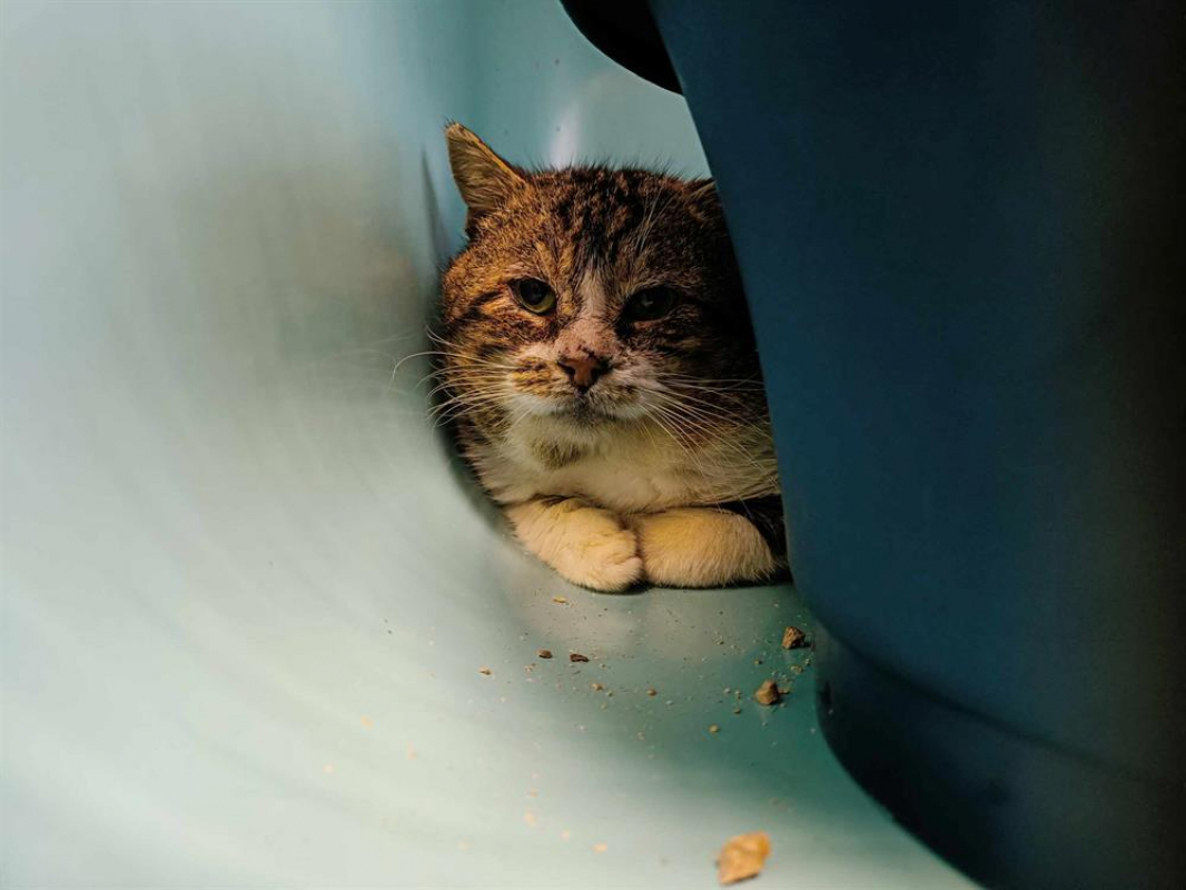 Photo #3 de Apericube