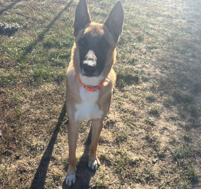 Ace - Chien Berger Belge Malinois à adopter