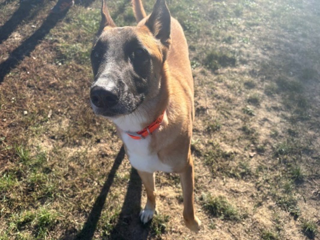 Ace - Chien Berger Belge Malinois à adopter - photo 2
