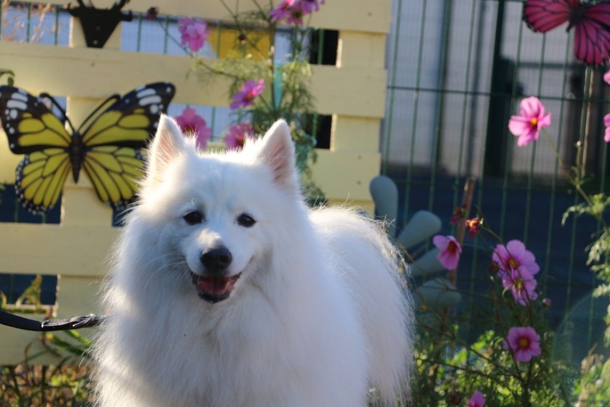 Nova - Chien Spitz Allemand à adopter