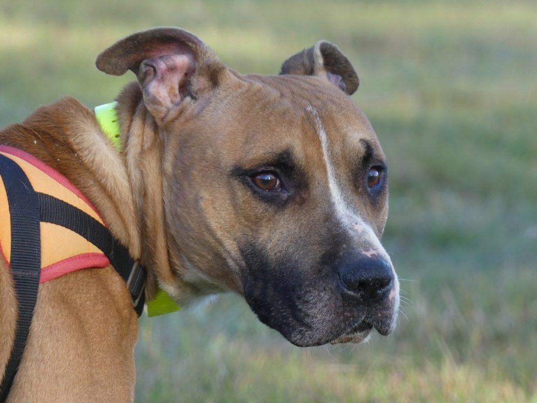 Saiko - Chien Boxer à adopter