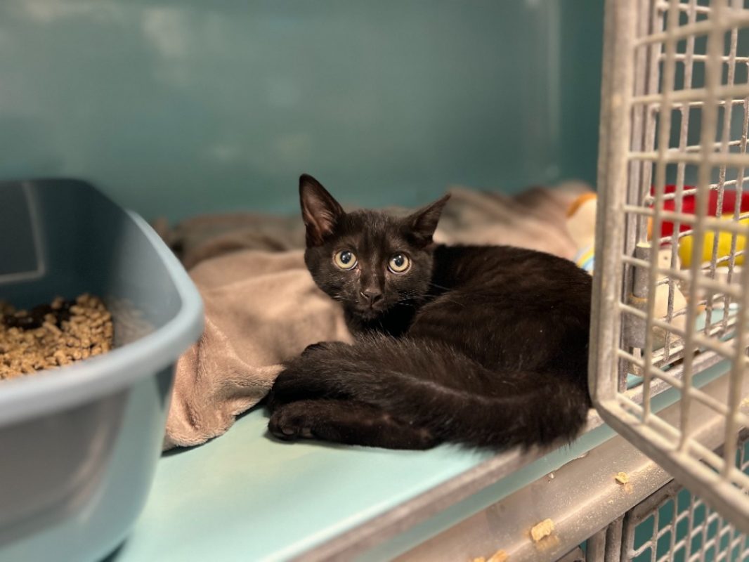 Fraoudel - Chat Européen à adopter