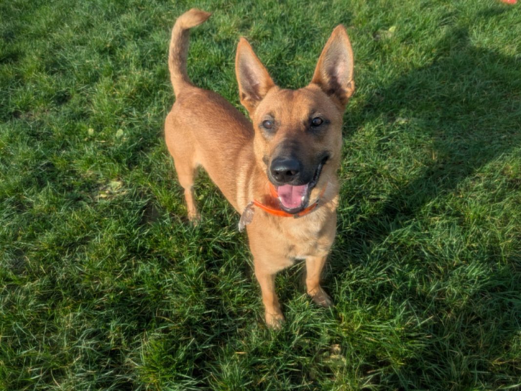 Aristote - Chien Berger à adopter