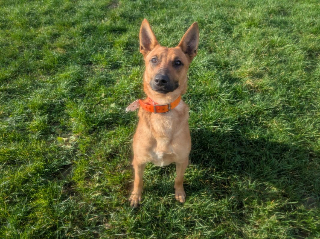 Aristote - Chien Berger à adopter - photo 2