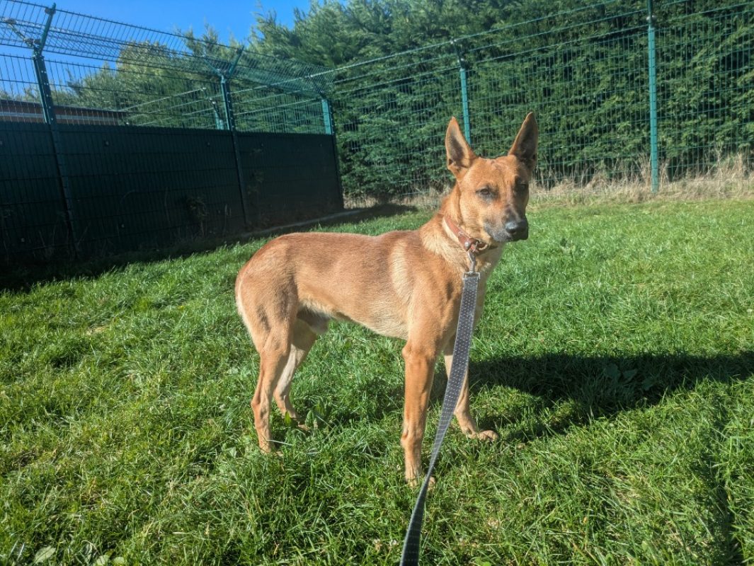 Aristote - Chien Berger à adopter - photo 4