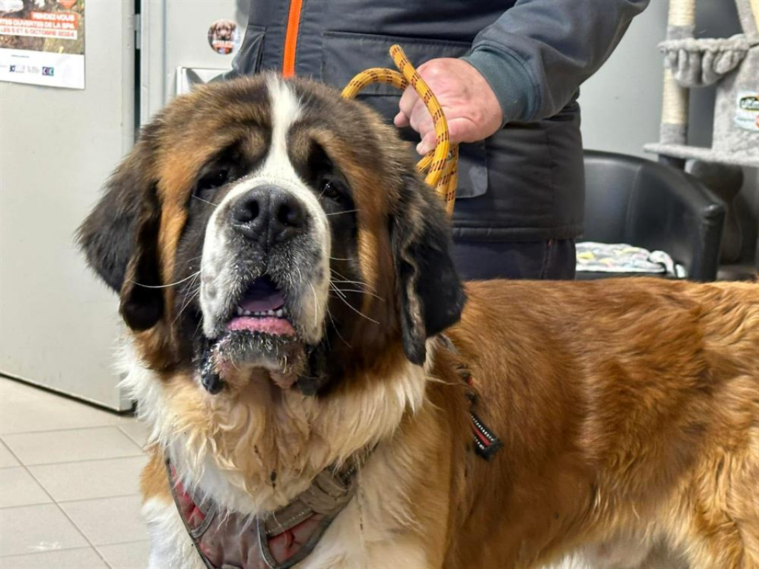 Photo de Snow - sirius