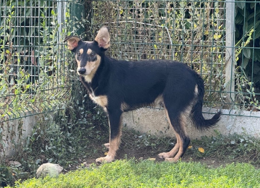 Orion - Chien à adopter