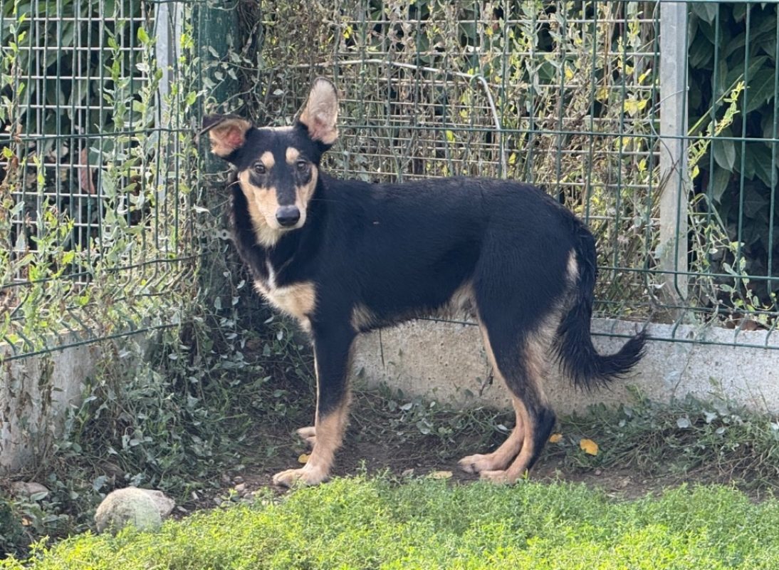 Orion - Chien à adopter - photo 2
