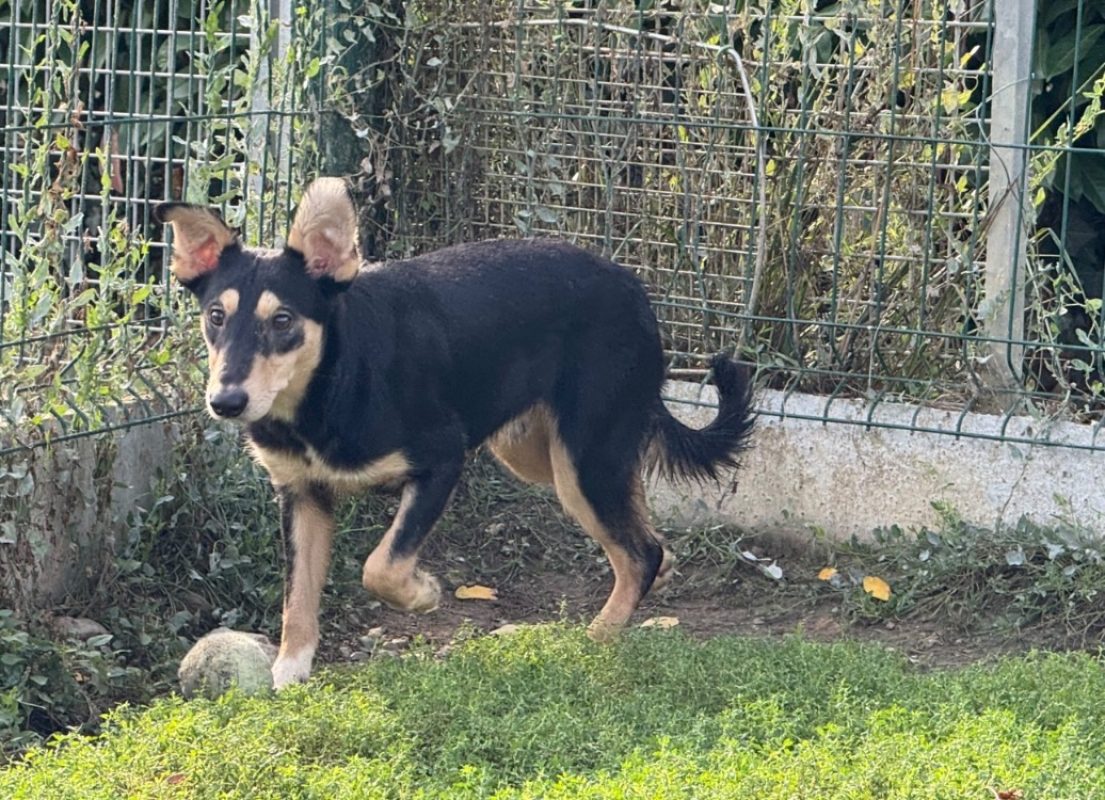 Orion - Chien à adopter - photo 3