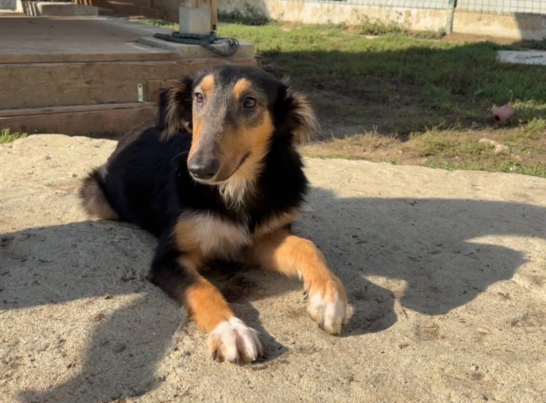 Procyon - Chien à adopter