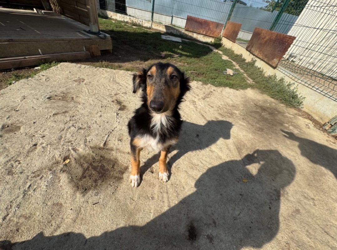 Procyon - Chien à adopter - photo 2