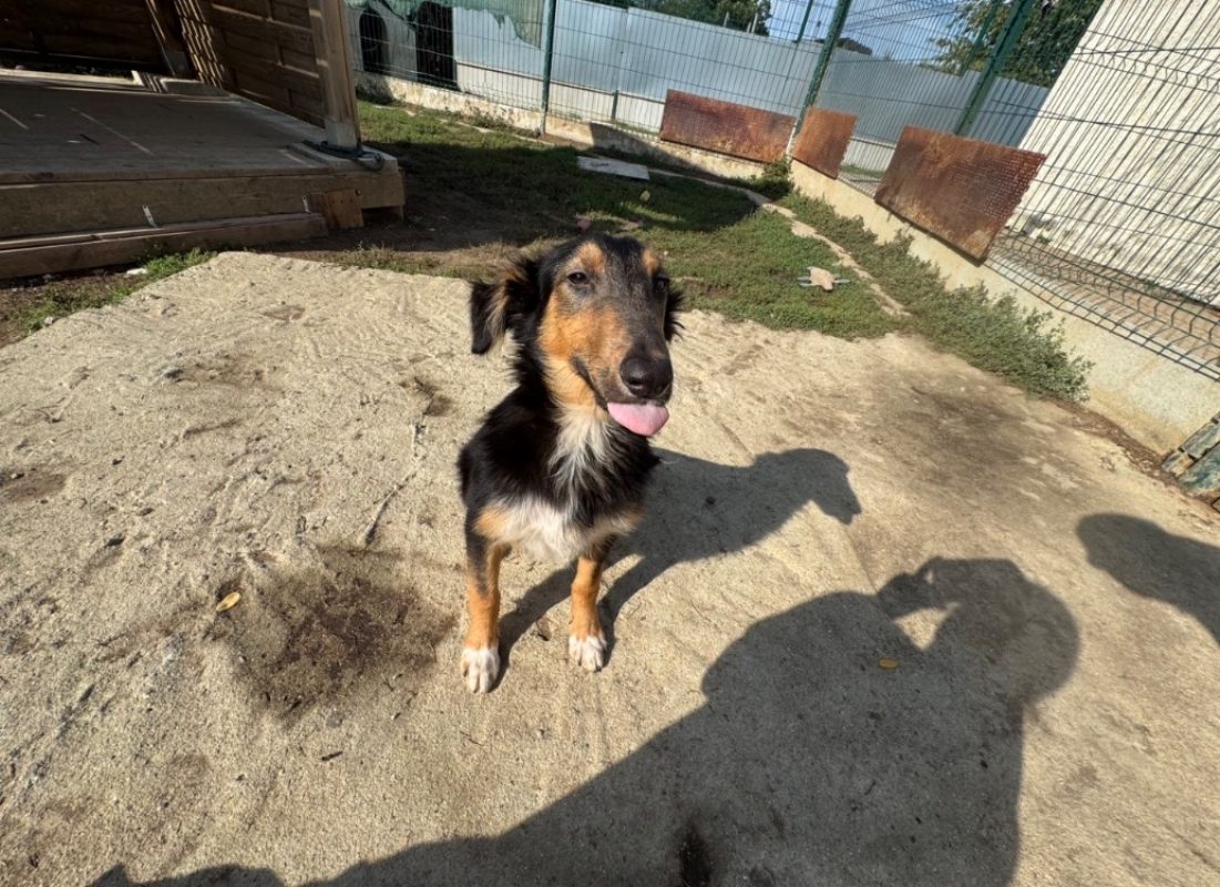 Procyon - Chien à adopter - photo 3