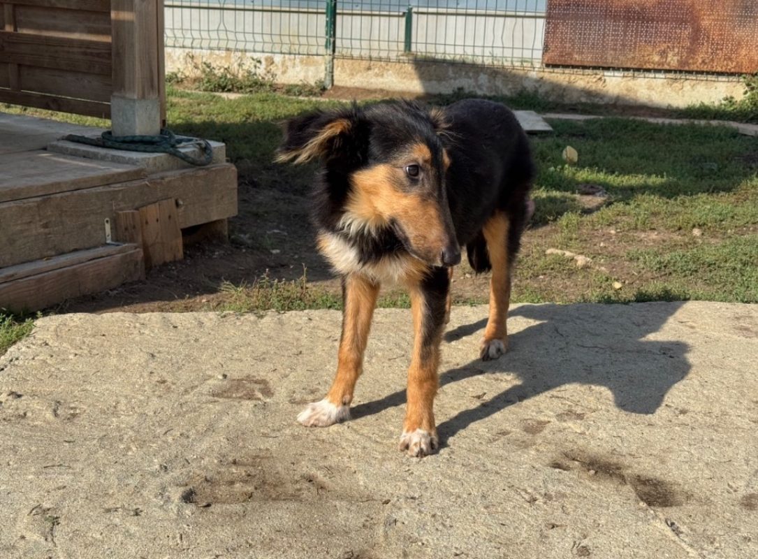 Procyon - Chien à adopter - photo 4