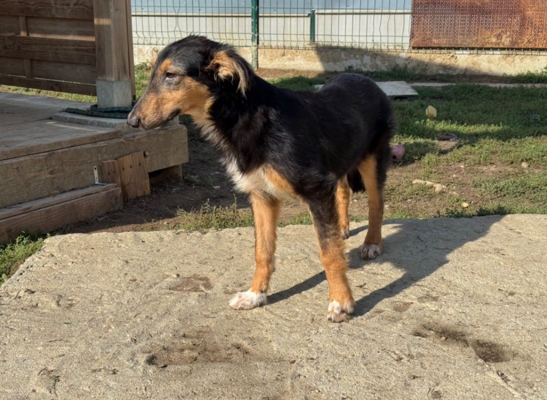 Procyon - Chien à adopter - photo 5